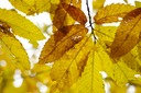 _IGP0933.JPG